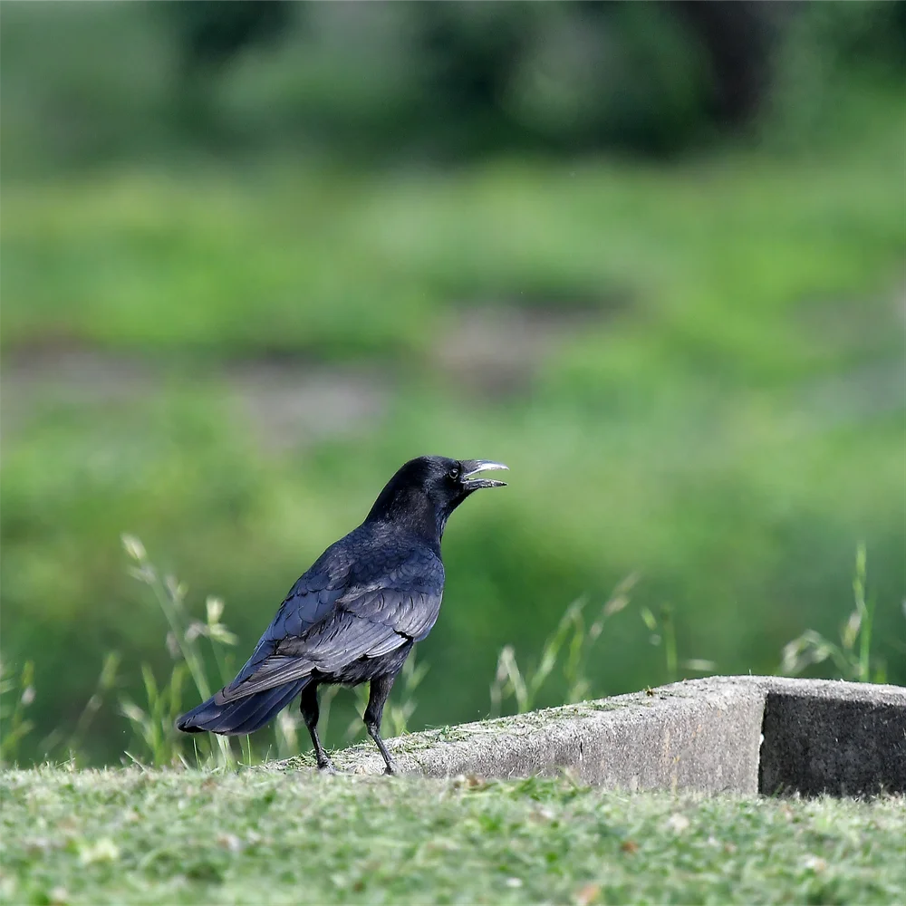 ハシボソガラス