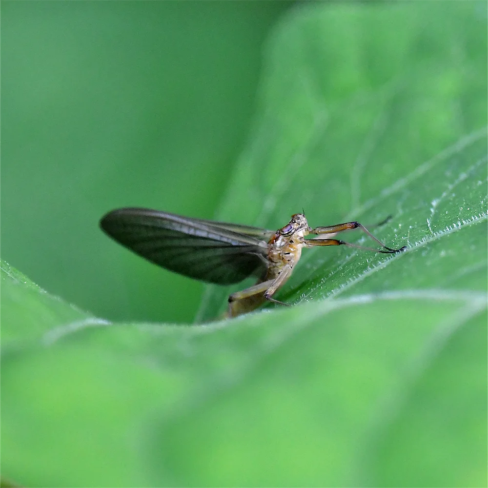 カゲロウの仲間