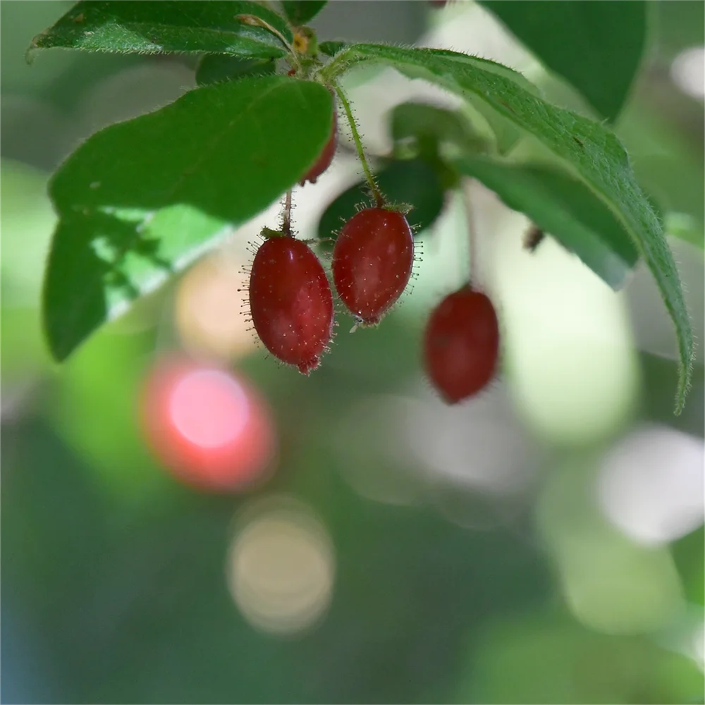 ウグイスカグラ