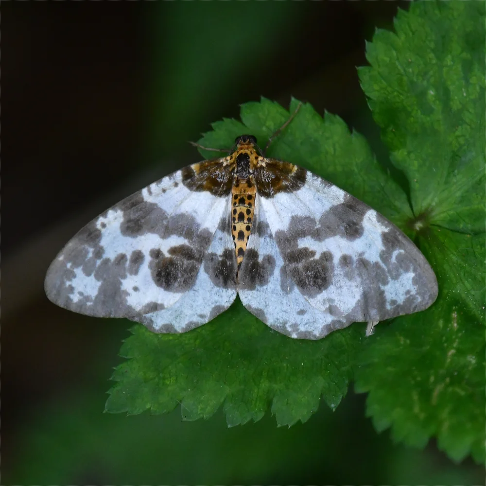 ヒメマダラエダシャク？