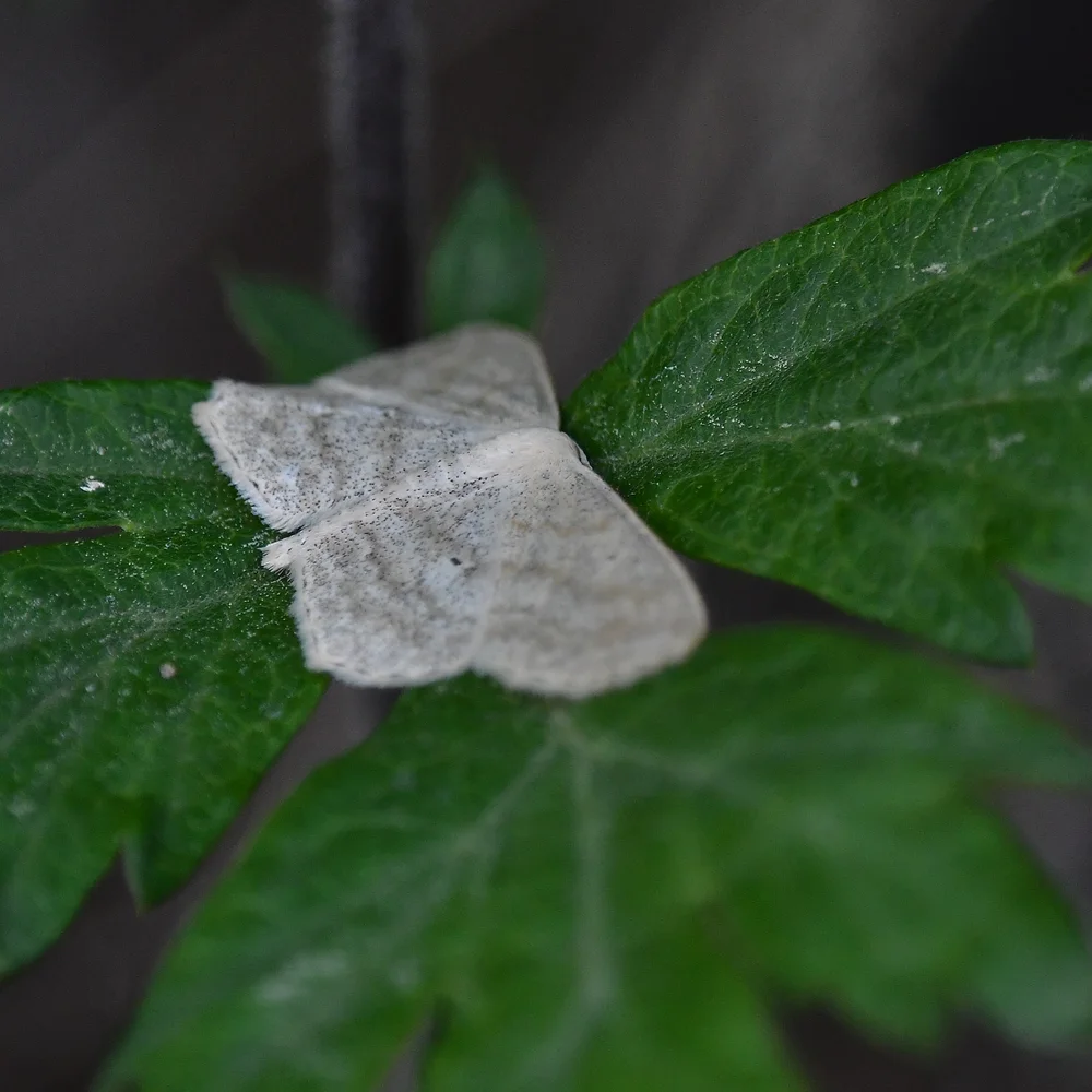 エダシャクの仲間