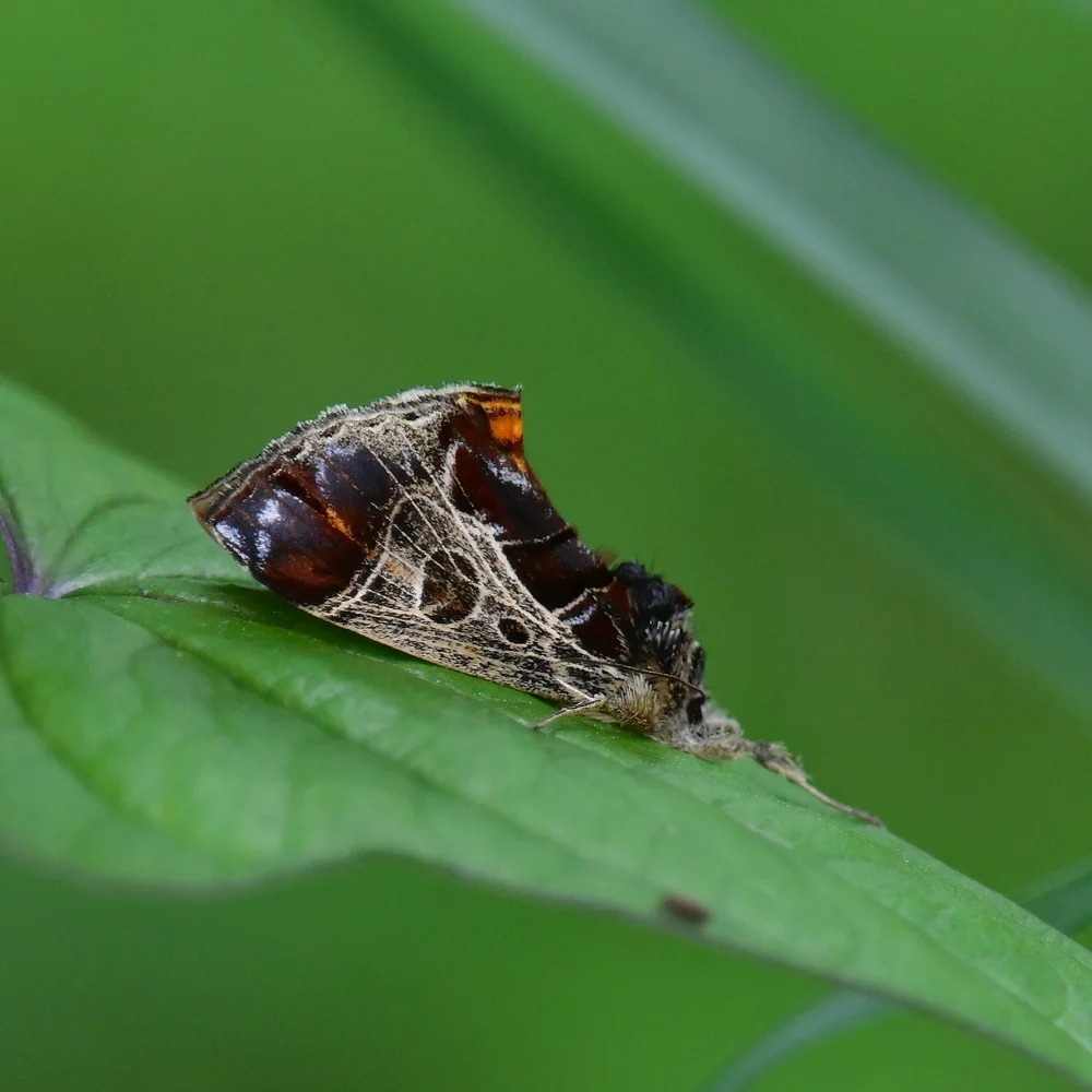 トビイロトラガ