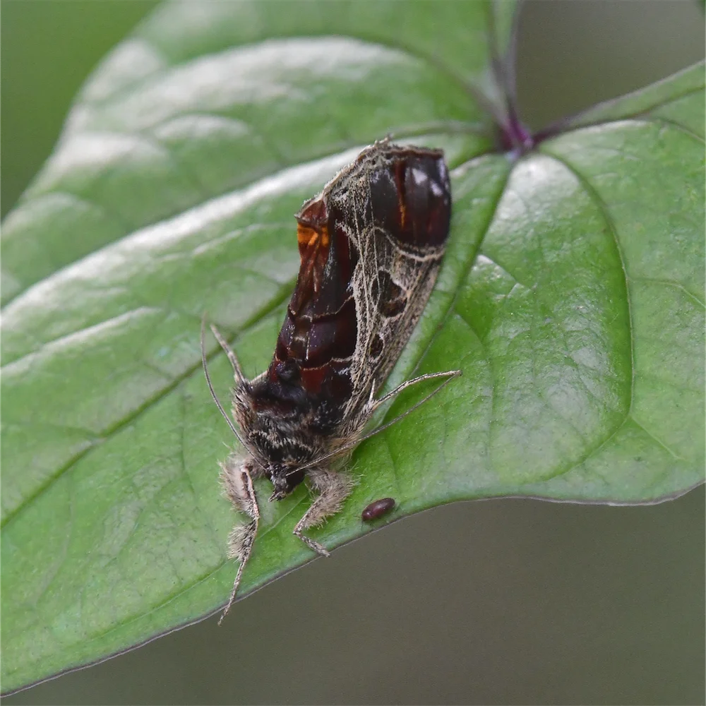 トビイロトラガ