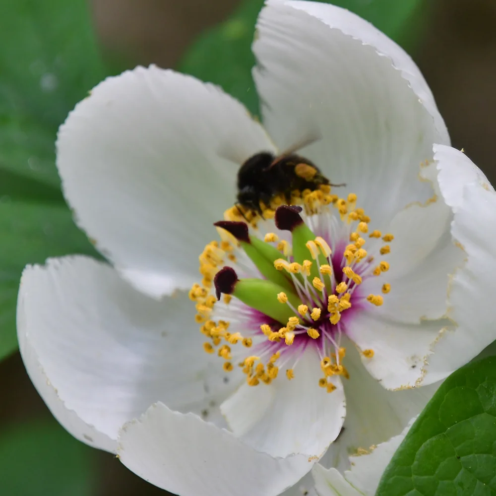 ヤマシャクヤク