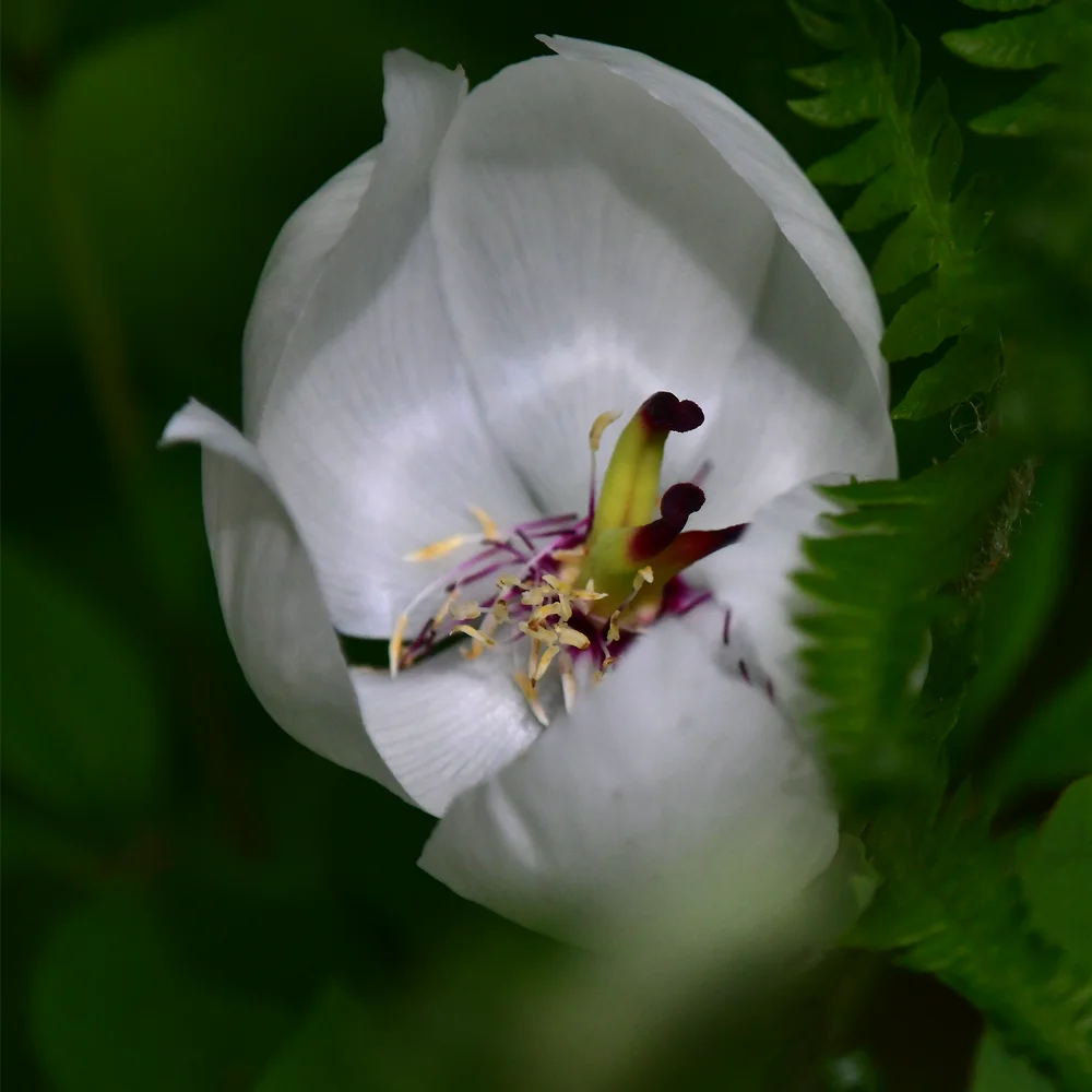 ヤマシャクヤク