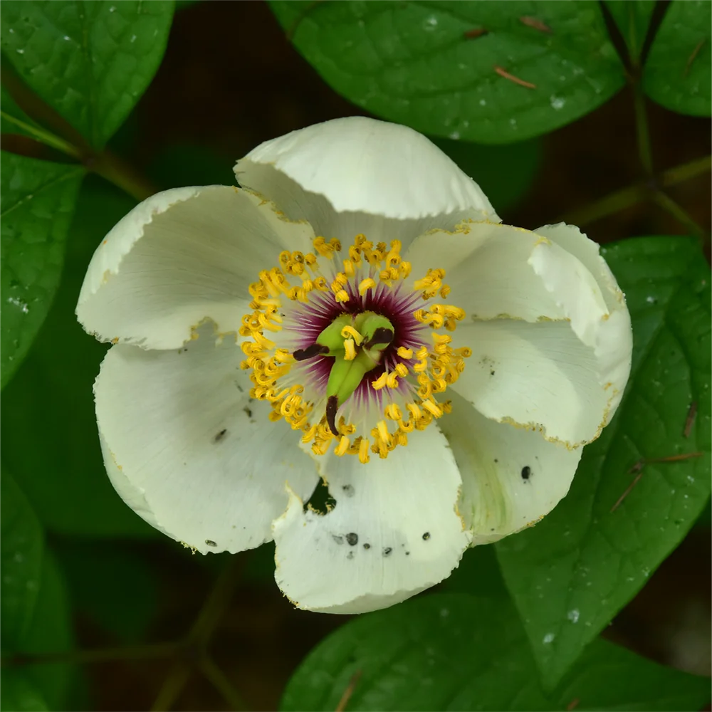 ヤマシャクヤク