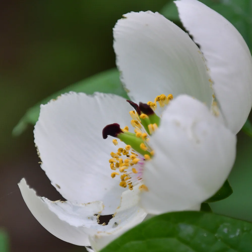 ヤマシャクヤク