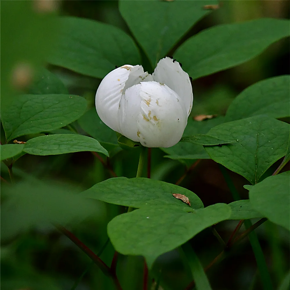 ヤマシャクヤク