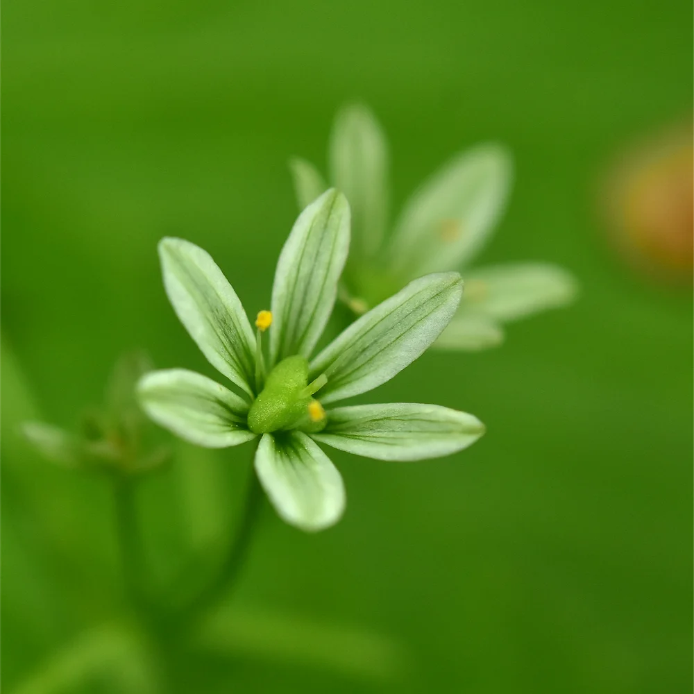 ホソバノアマナ