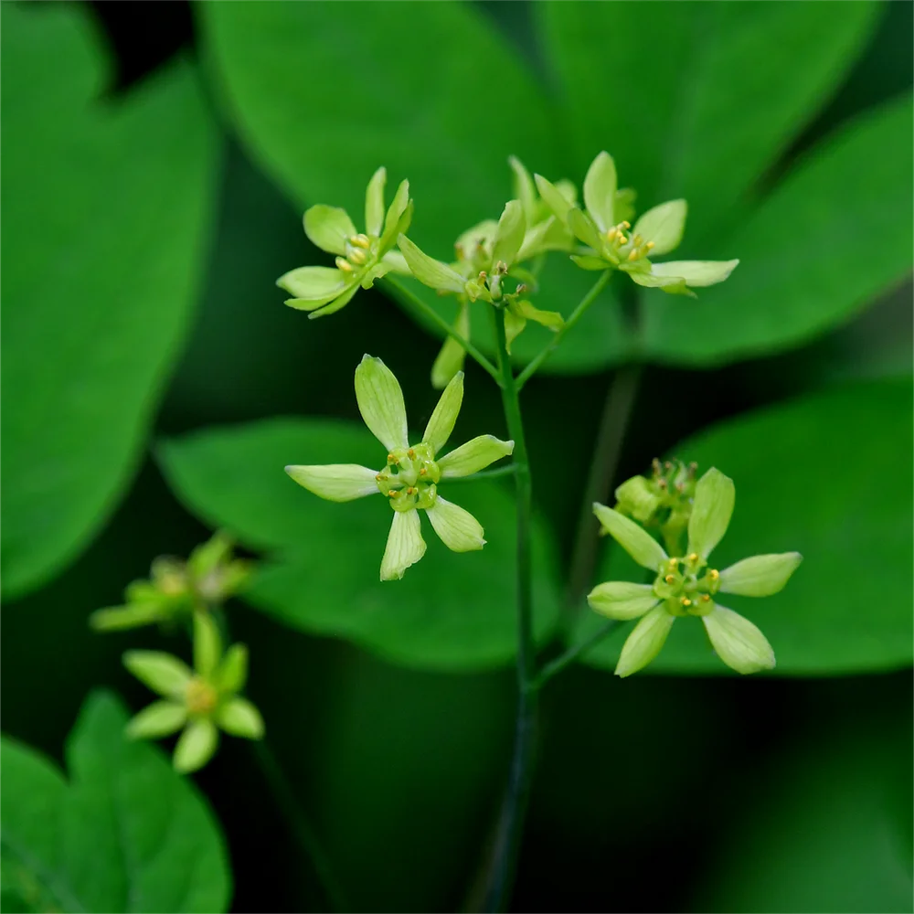 ルイヨウボタン