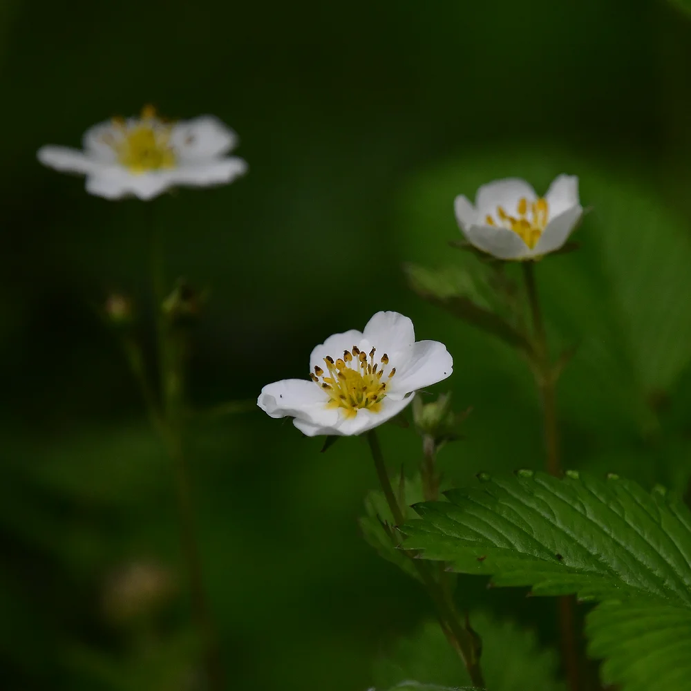 シロバナノヘビイチゴ