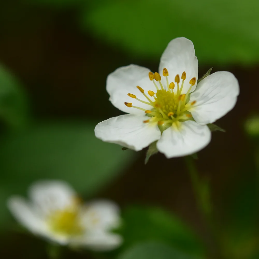 シロバナノヘビイチゴ