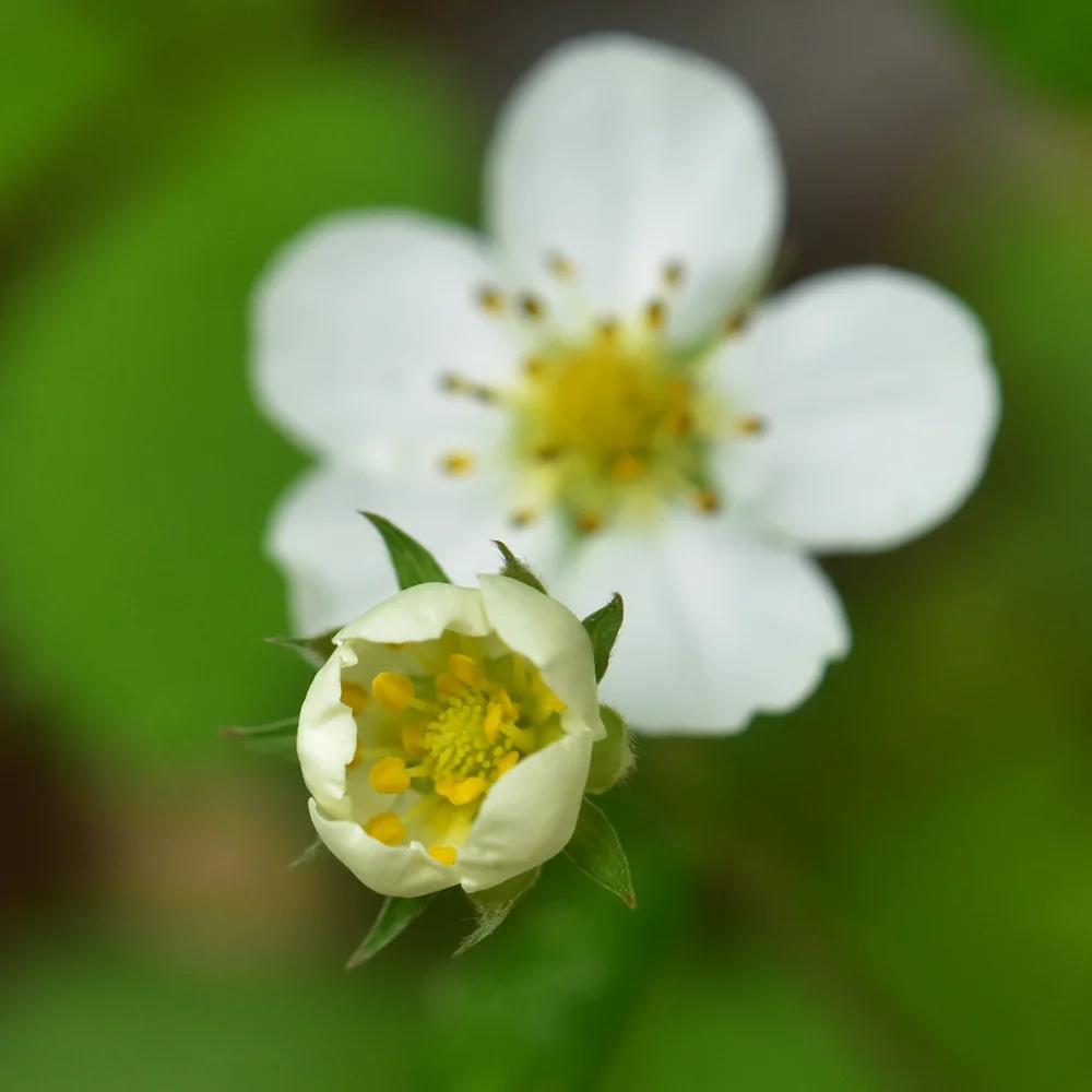 シロバナノヘビイチゴ