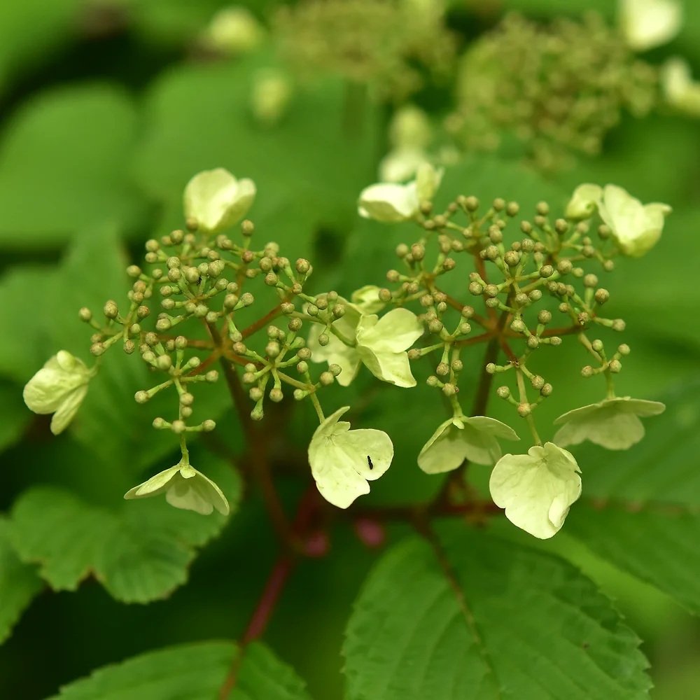ケナシヤブデマリ