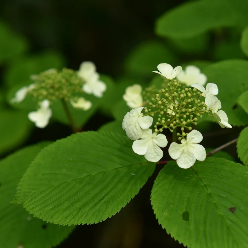 ケナシヤブデマリ