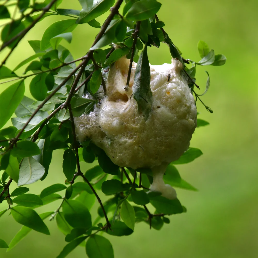 モリアオガエルの卵塊