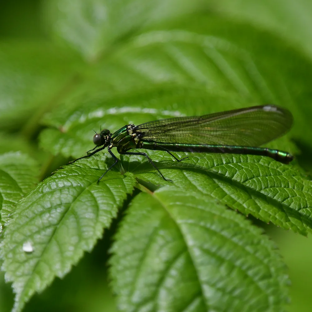 カワトンボの仲間