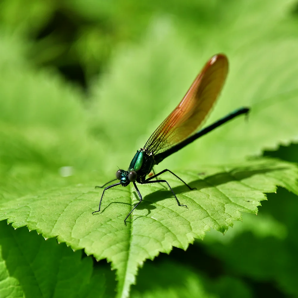 カワトンボの仲間