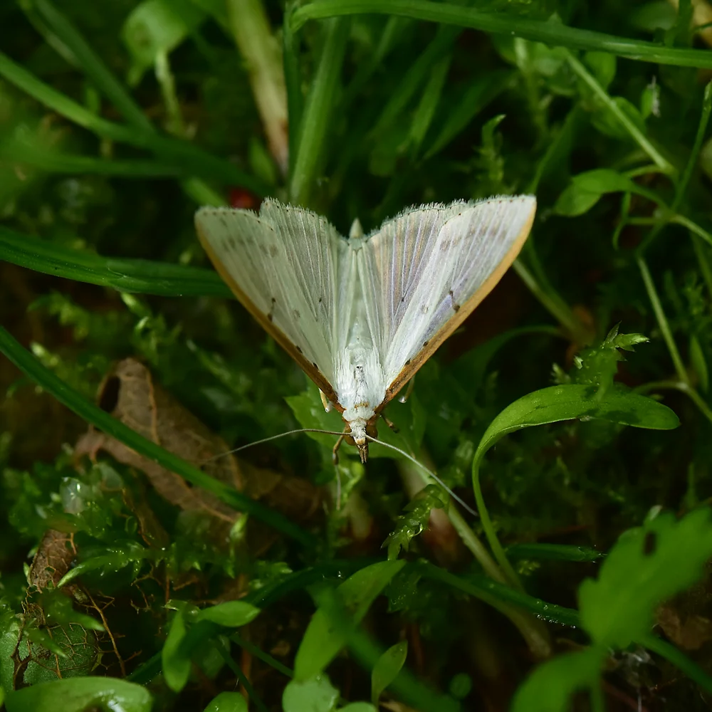 マエアカスカシノメイガ