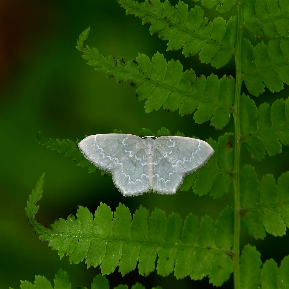 ウスキヒメアオシャク