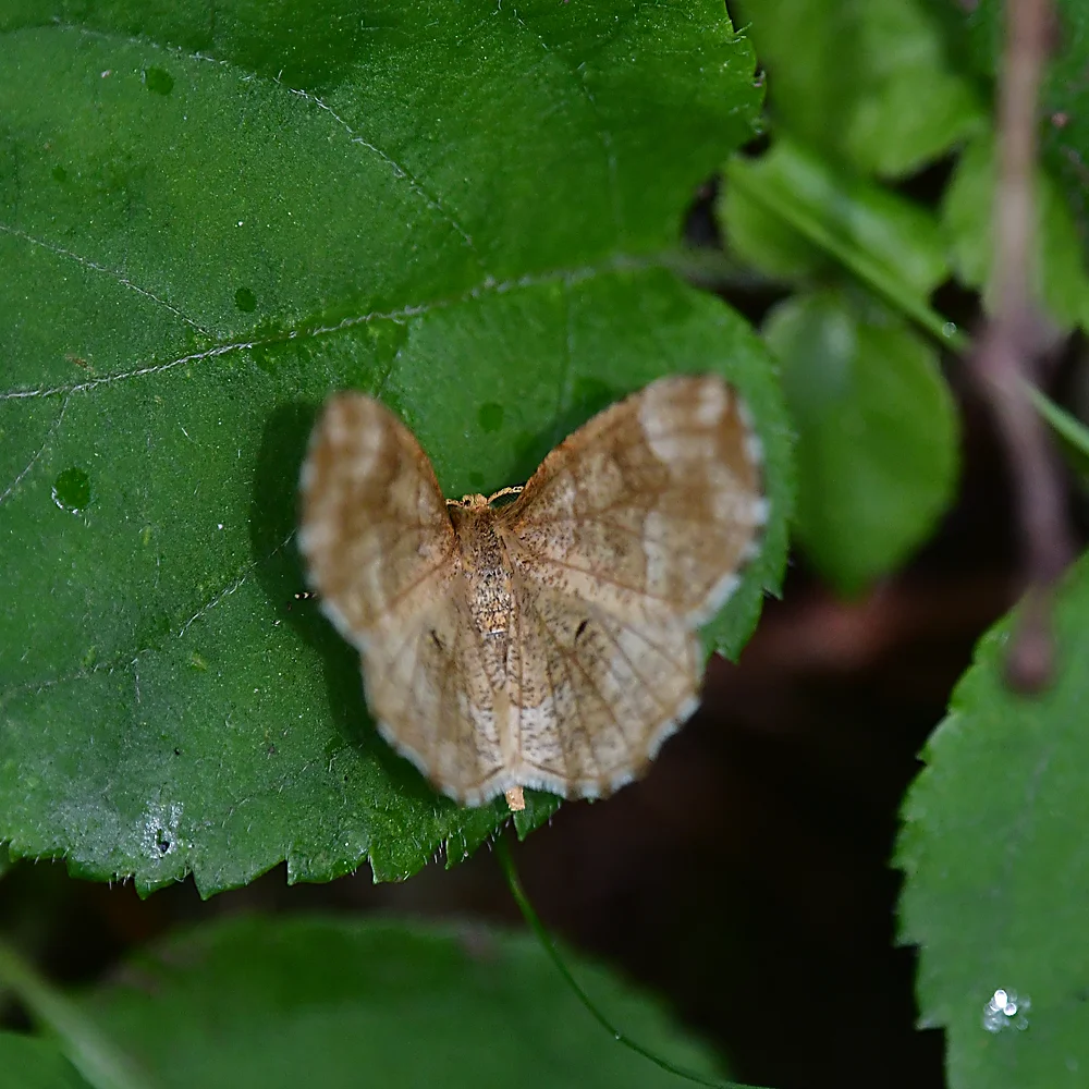 アトボシエダシャク