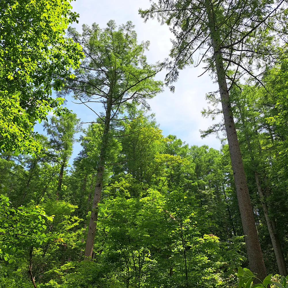 戸隠森林植物園