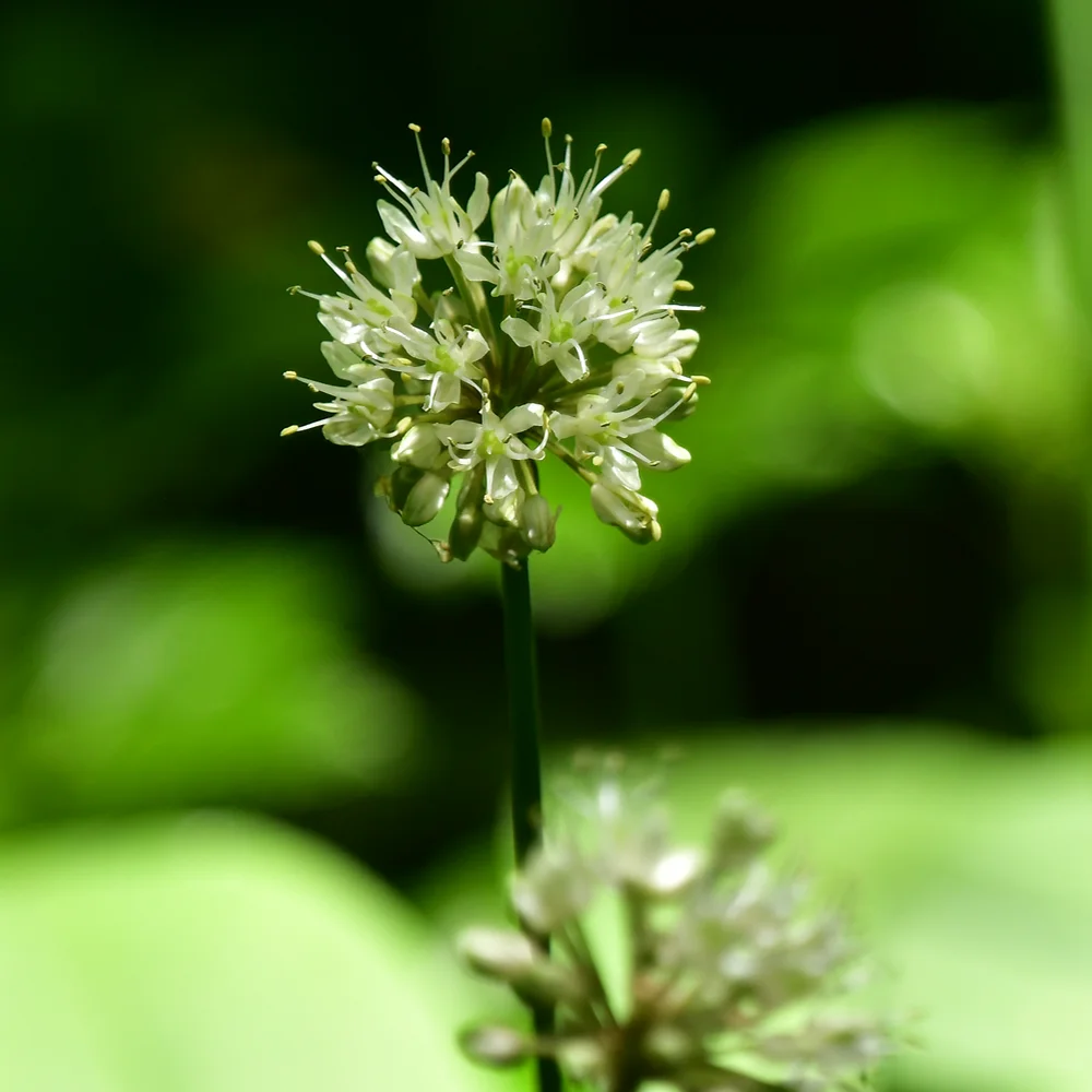 ギョウジャニンニク