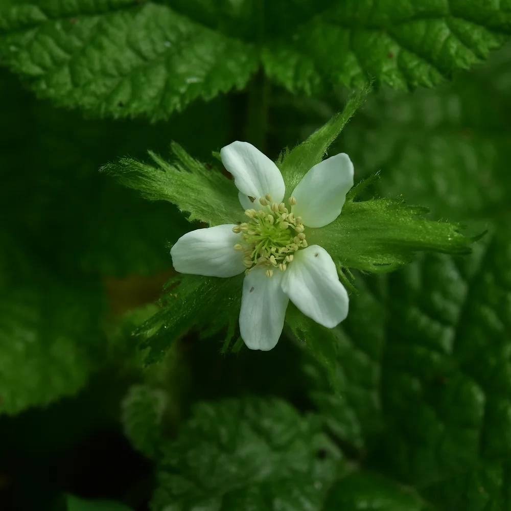 コバノフユイチゴ