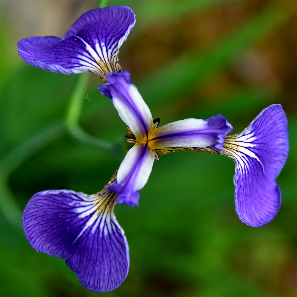 ヒオウギアヤメ