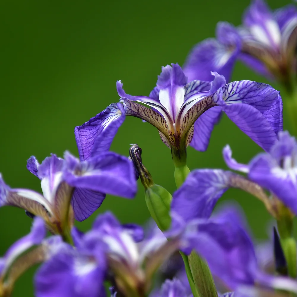 ヒオウギアヤメ