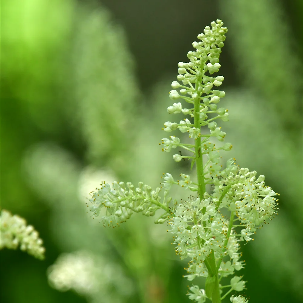 コバイケイソウ