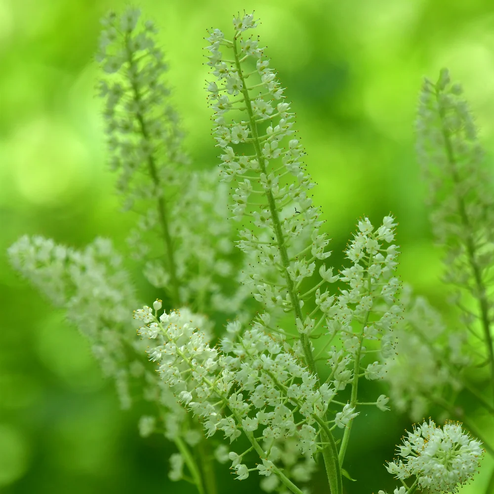 コバイケイソウ