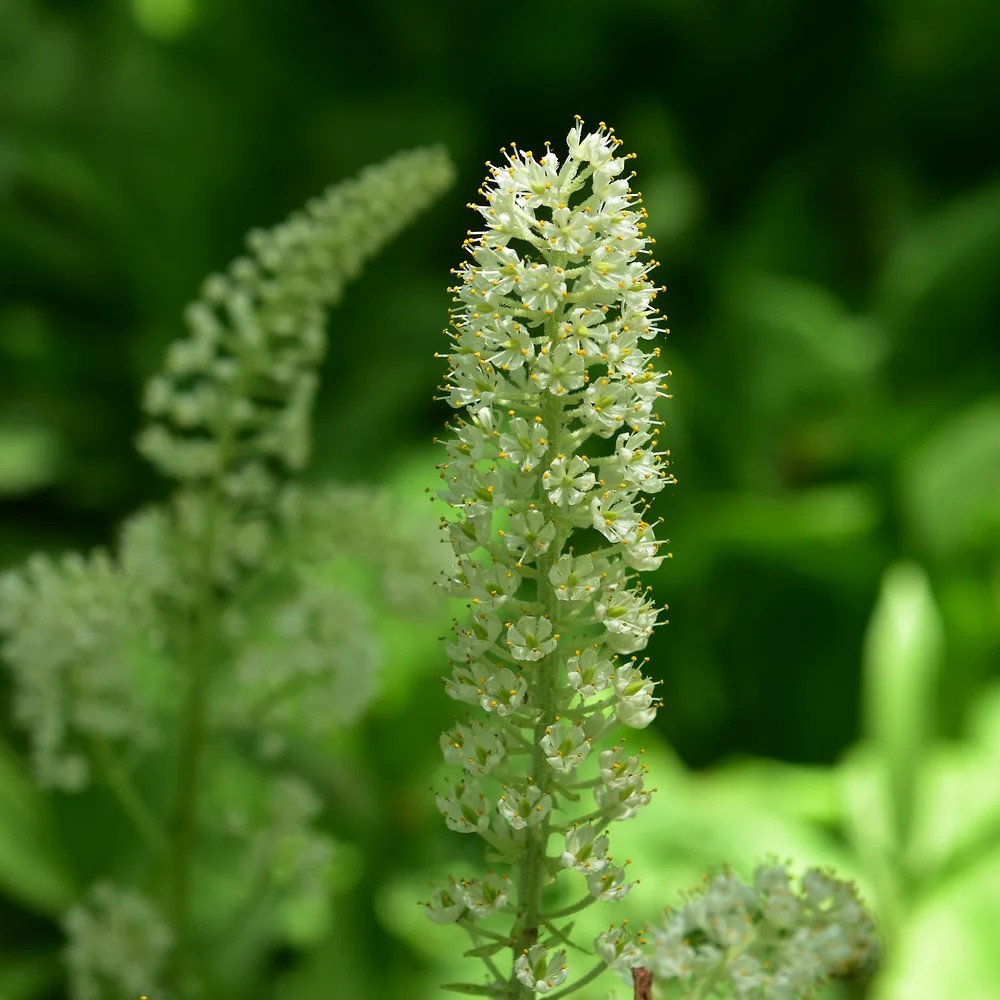 コバイケイソウ