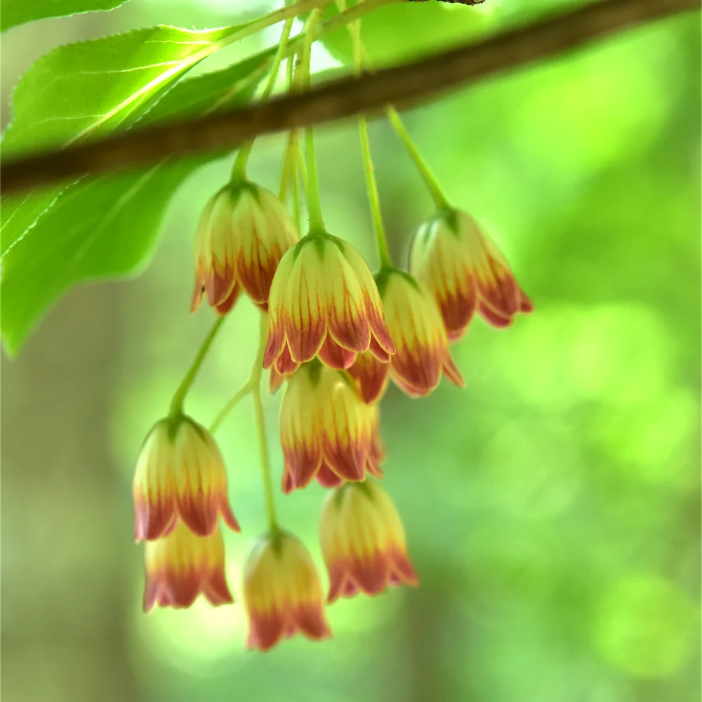 サラサドウダン