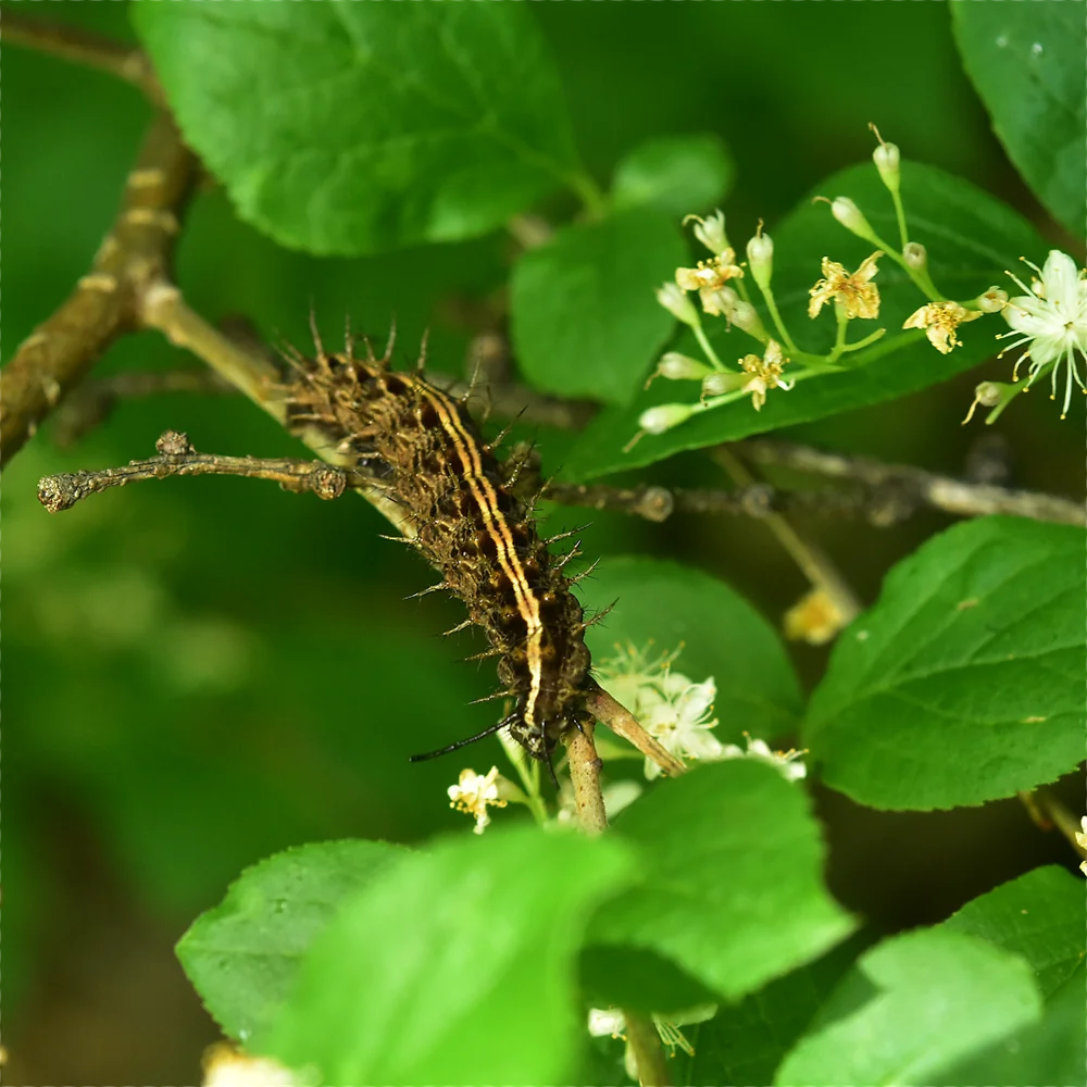 ミドリヒョウモン？