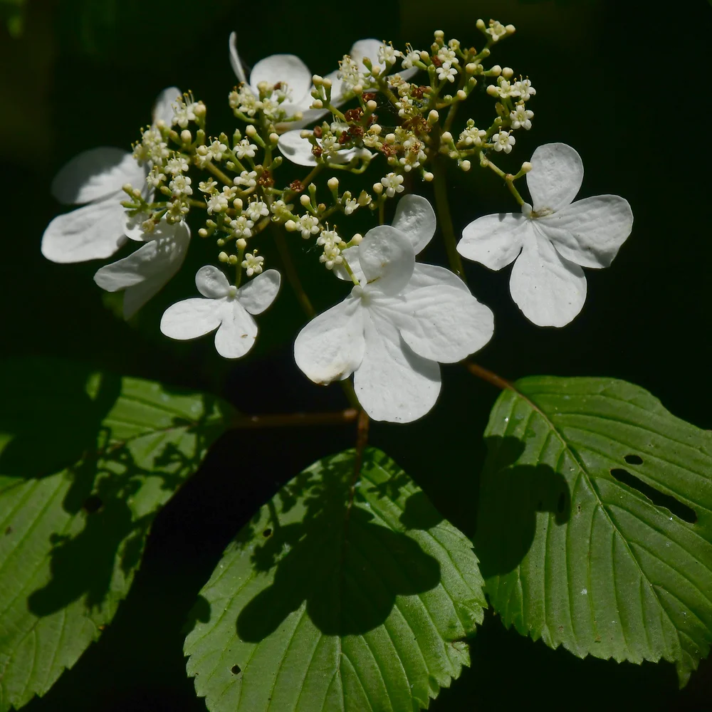 ケナシヤブデマリ