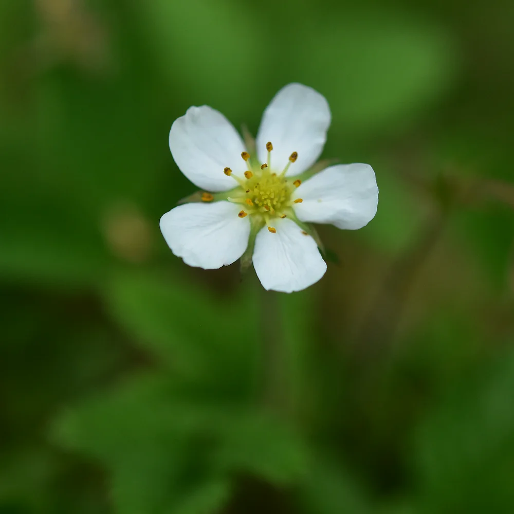 シロバナノヘビイチゴ