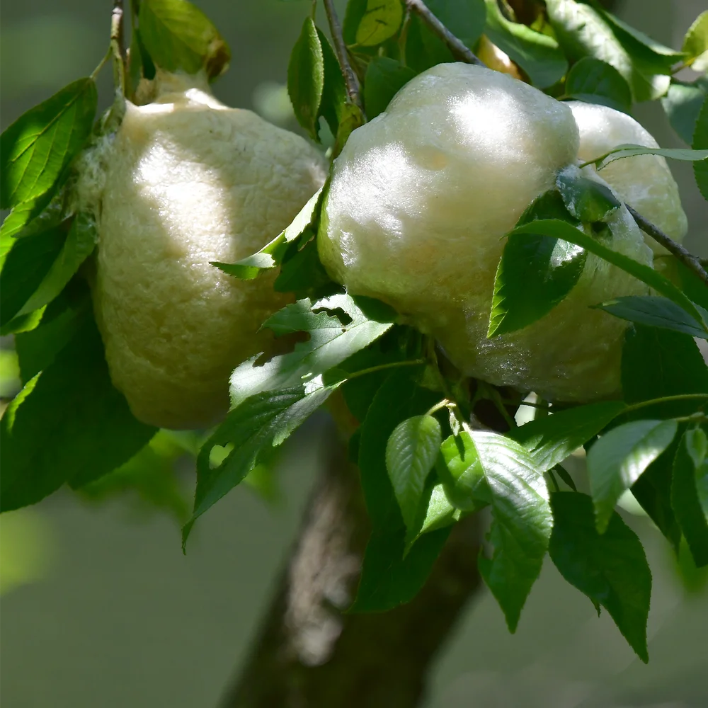 モリアオガエルの卵塊