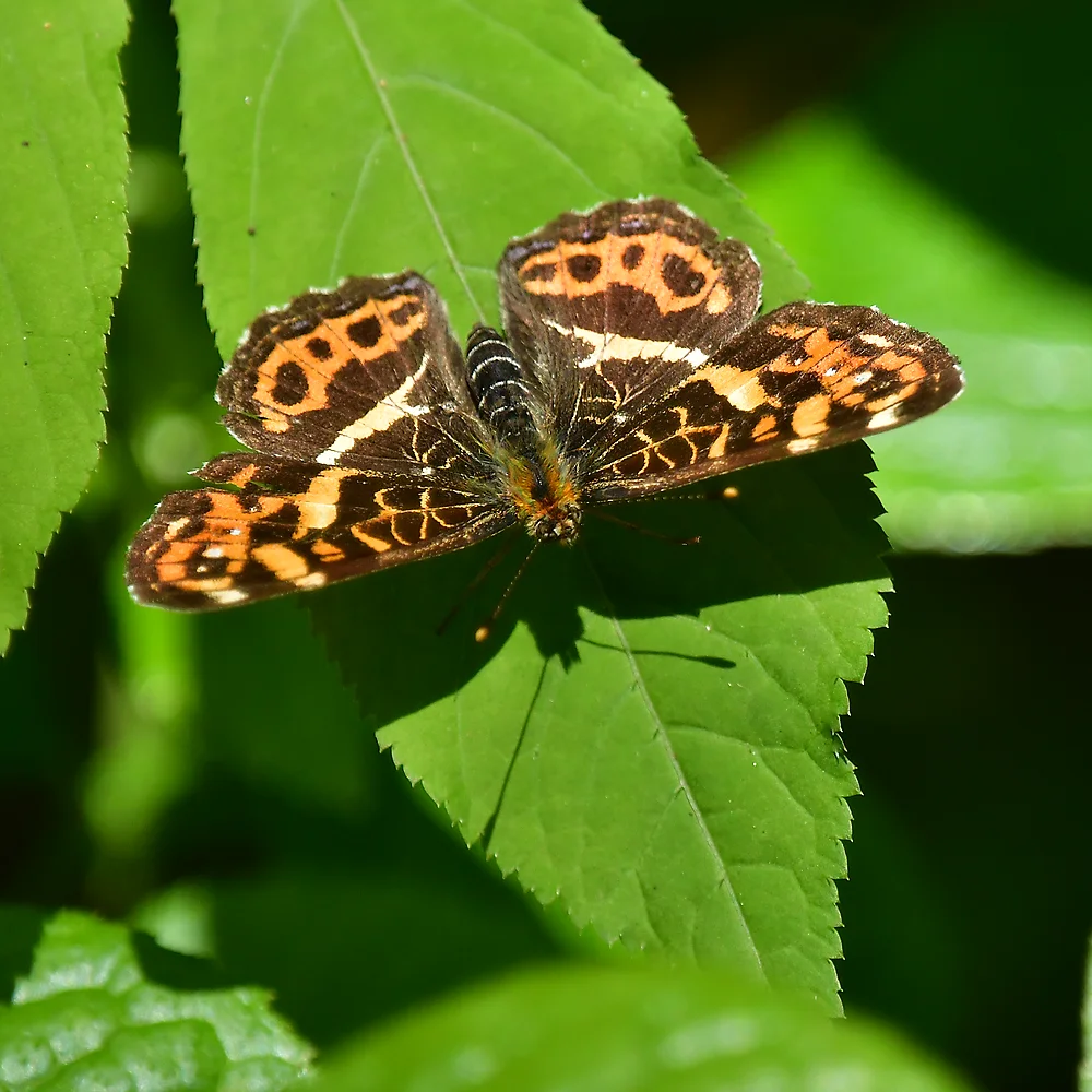 サカハチチョウ