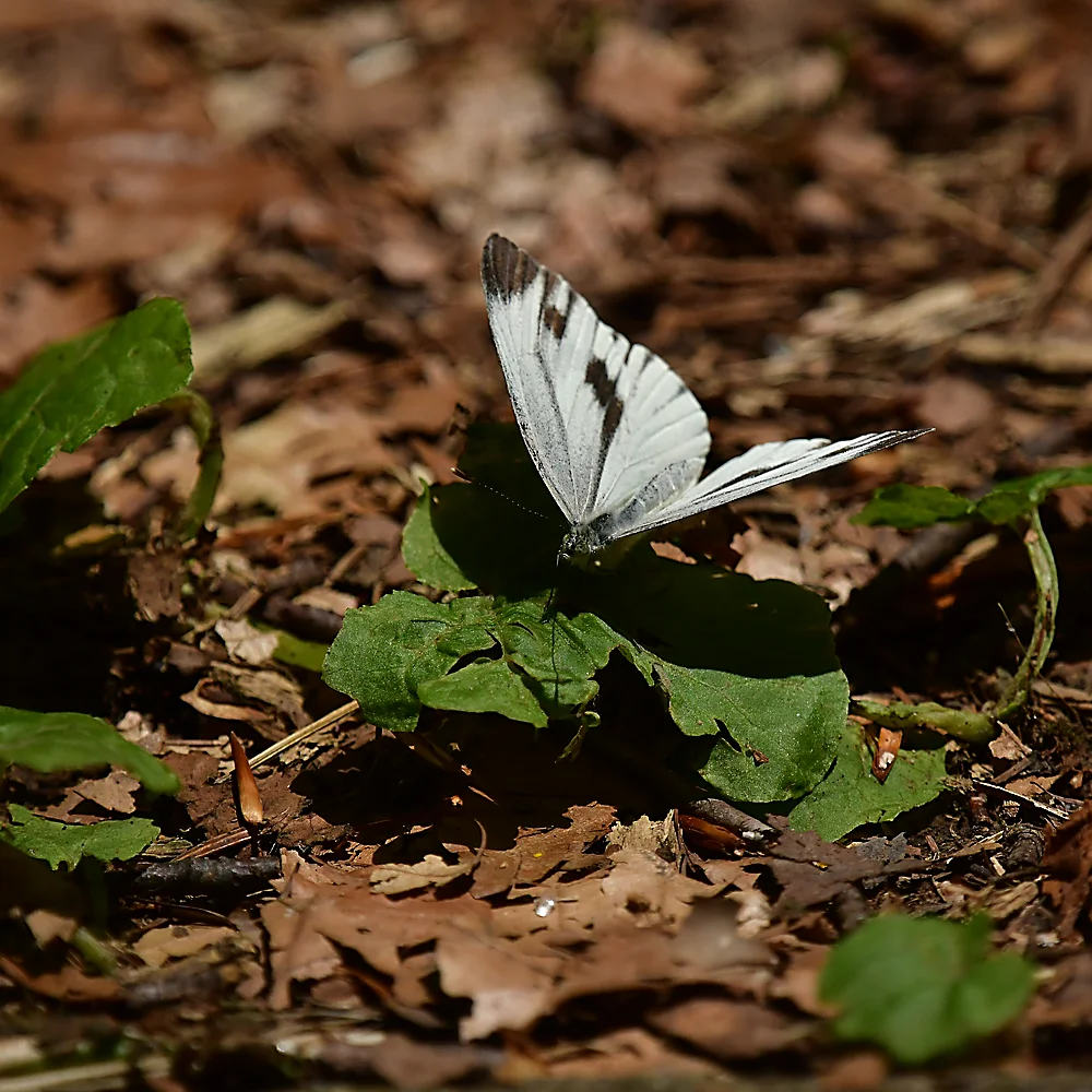 スジグロシロチョウの仲間