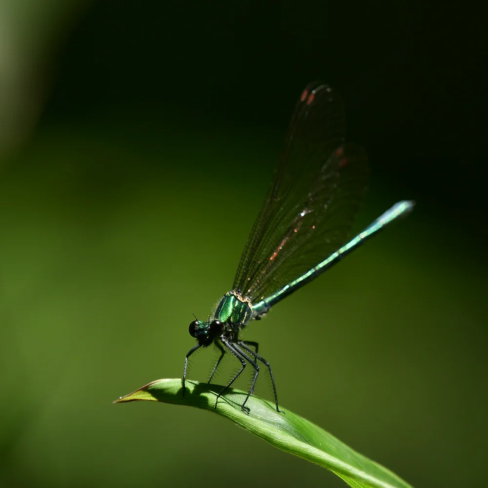 カワトンボの仲間