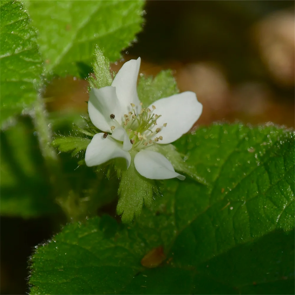 コバノフユイチゴ