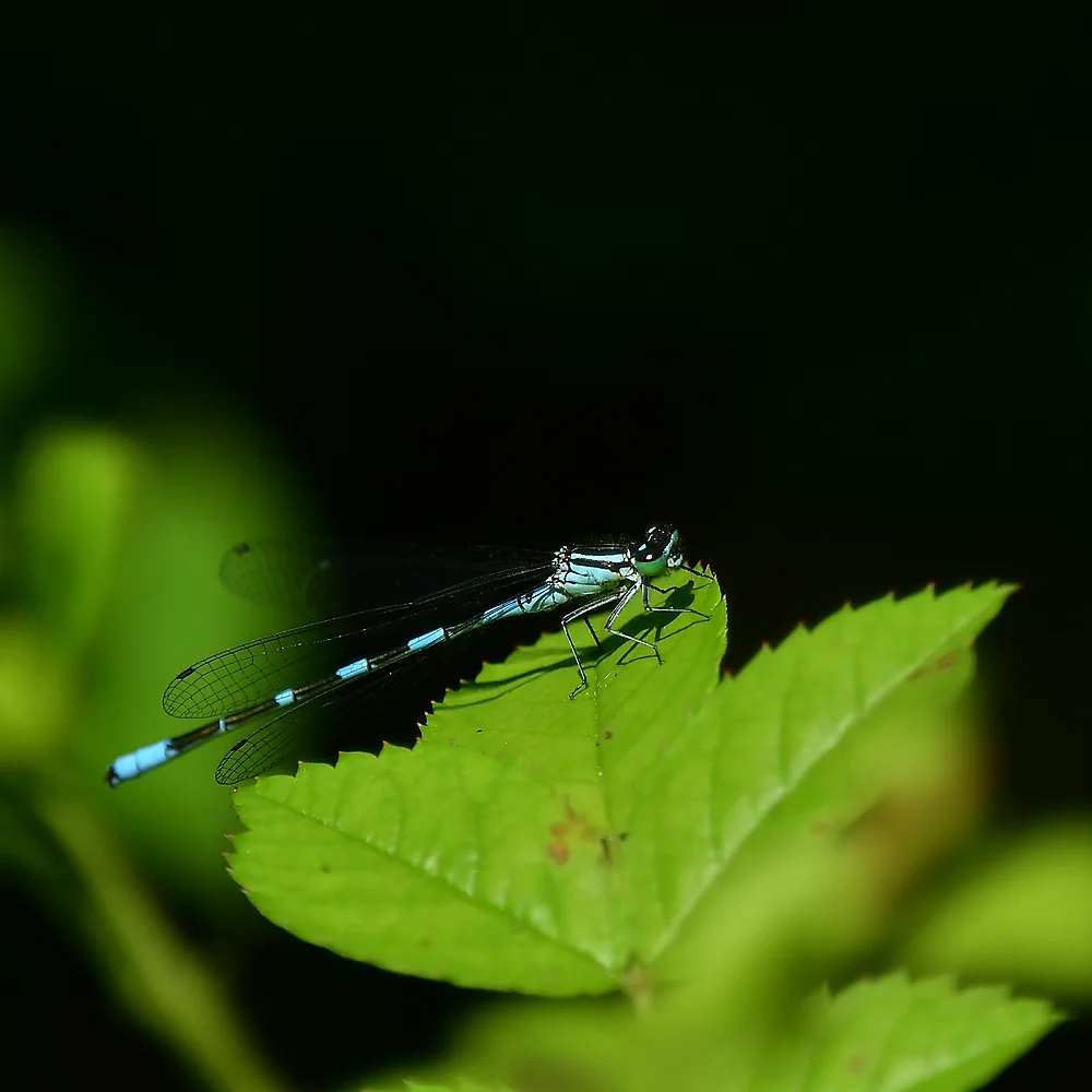 エゾイトトンボ