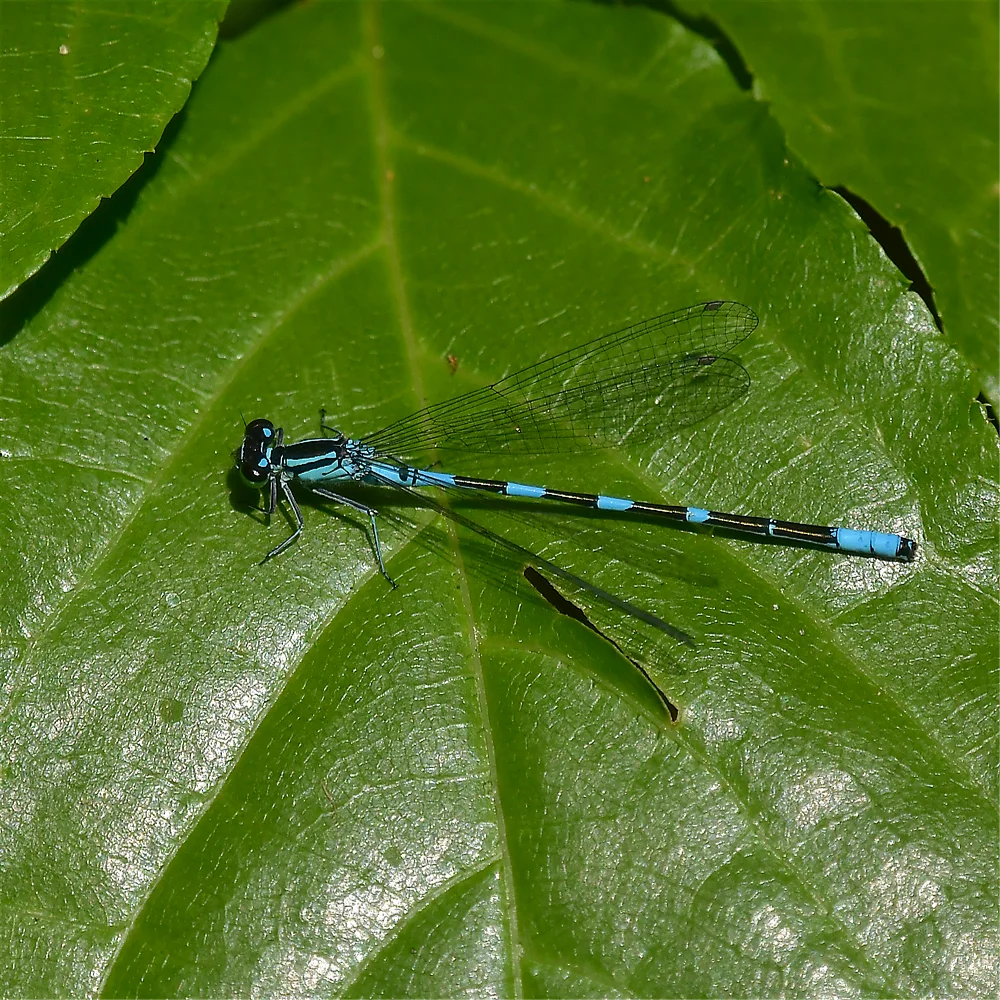 エゾイトトンボ