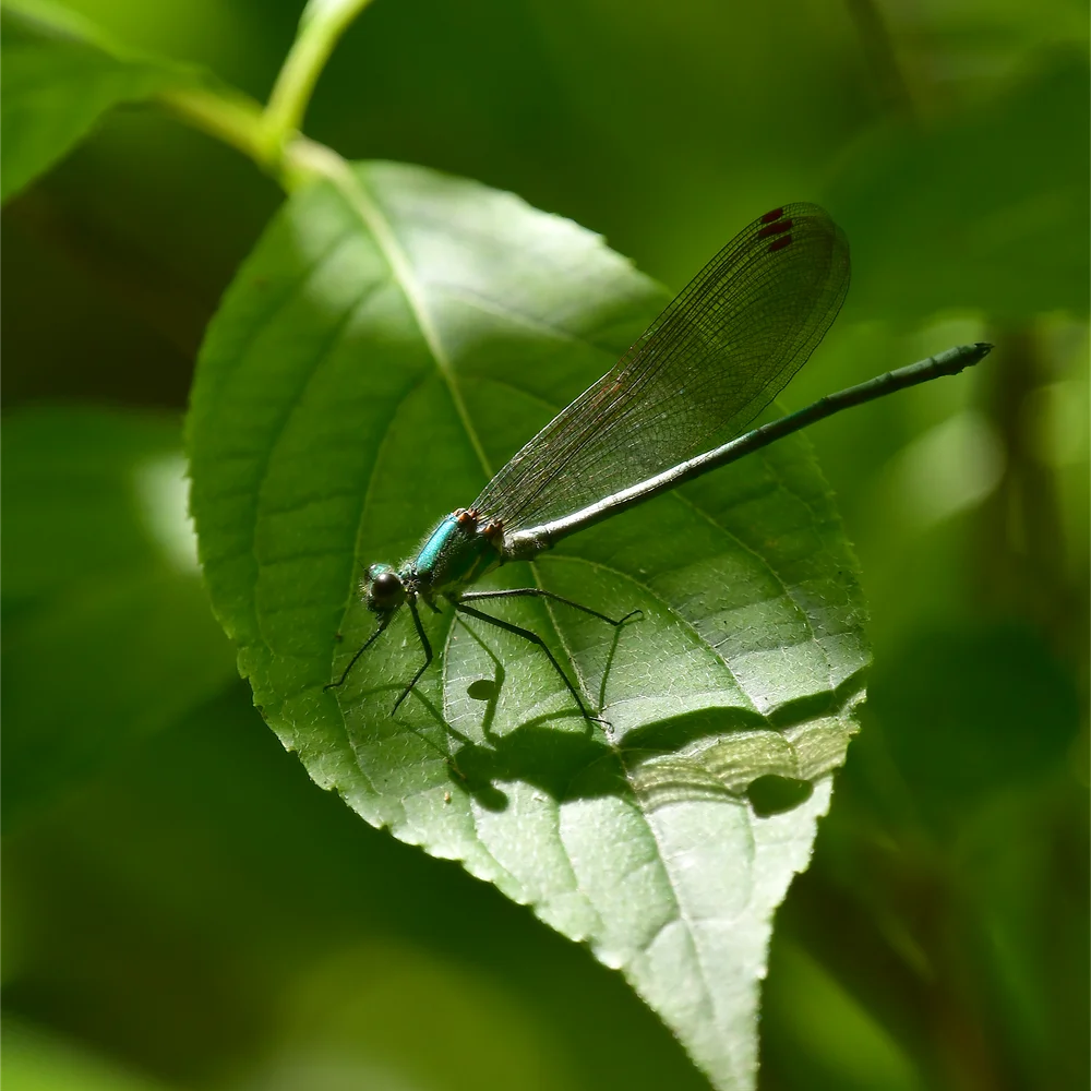 カワトンボの仲間