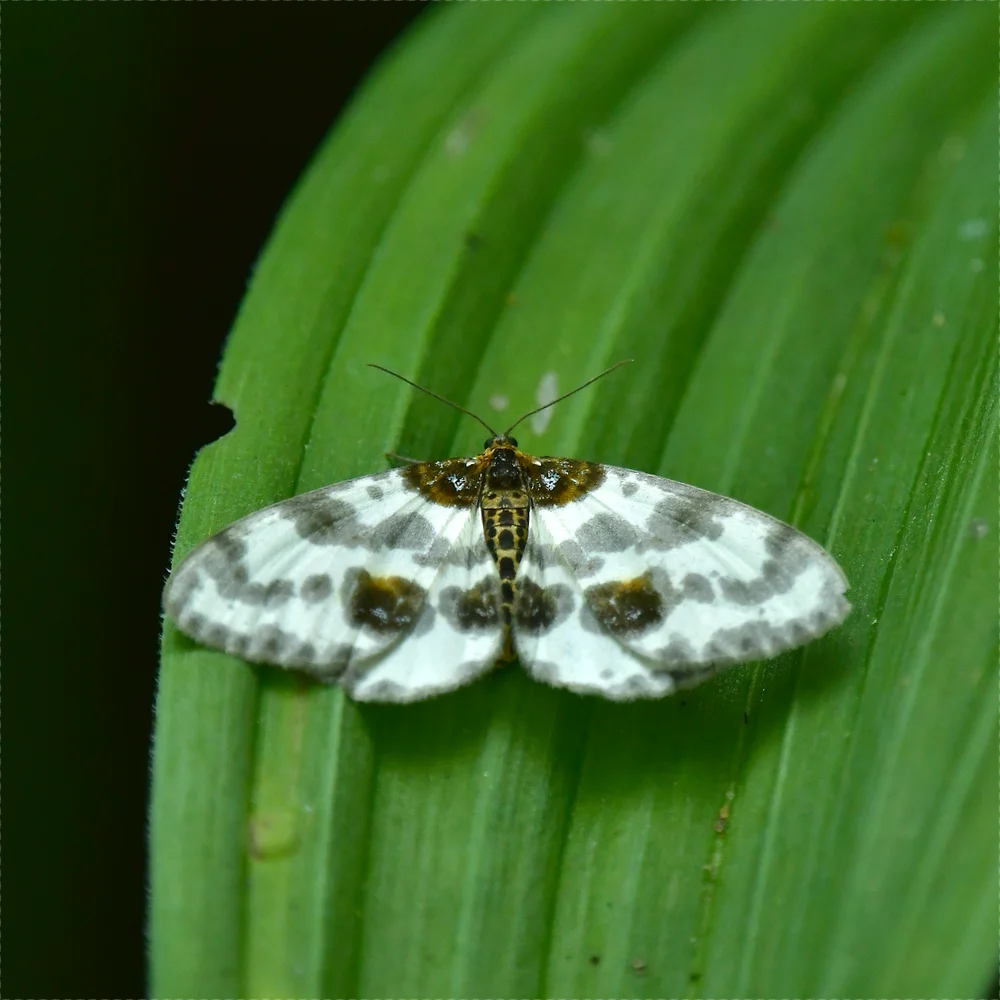マダラエダシャクの仲間