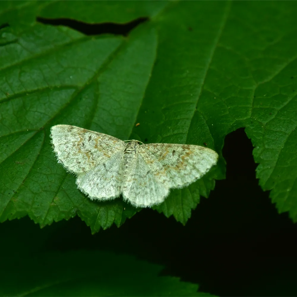 シャクガの仲間