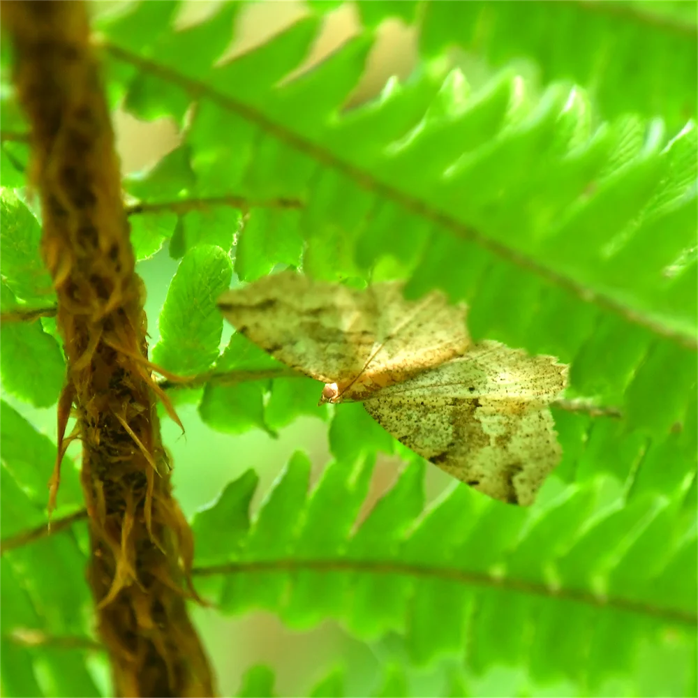 ミスジツマキリエダシャク？