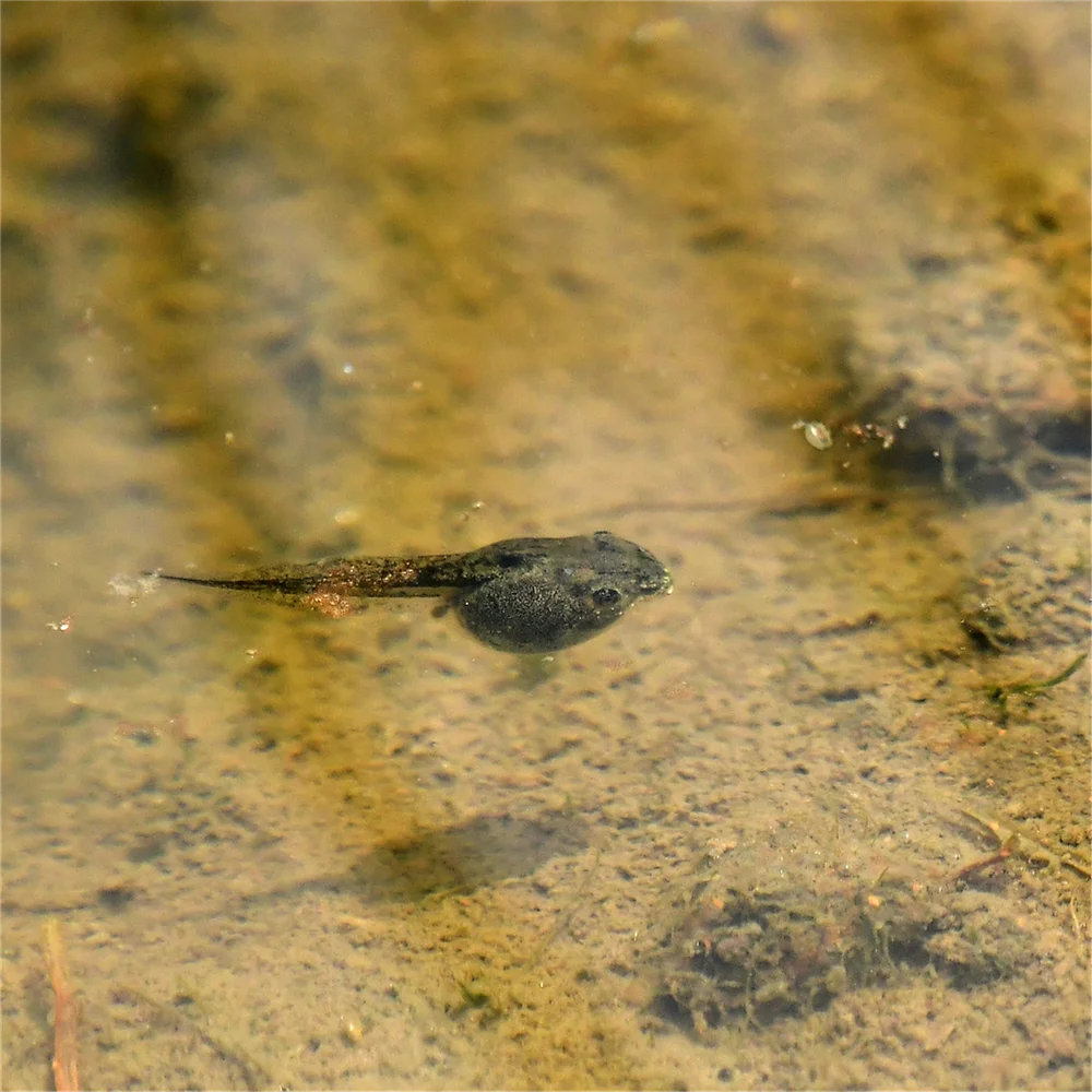 オタマジャクシ