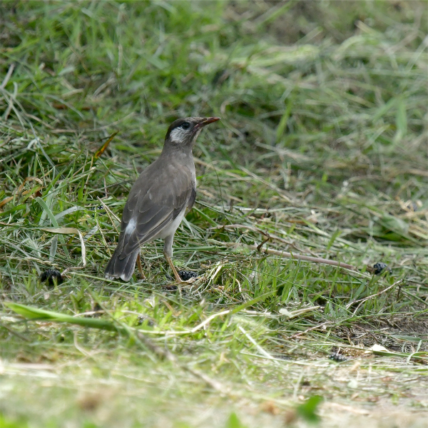 Nh
